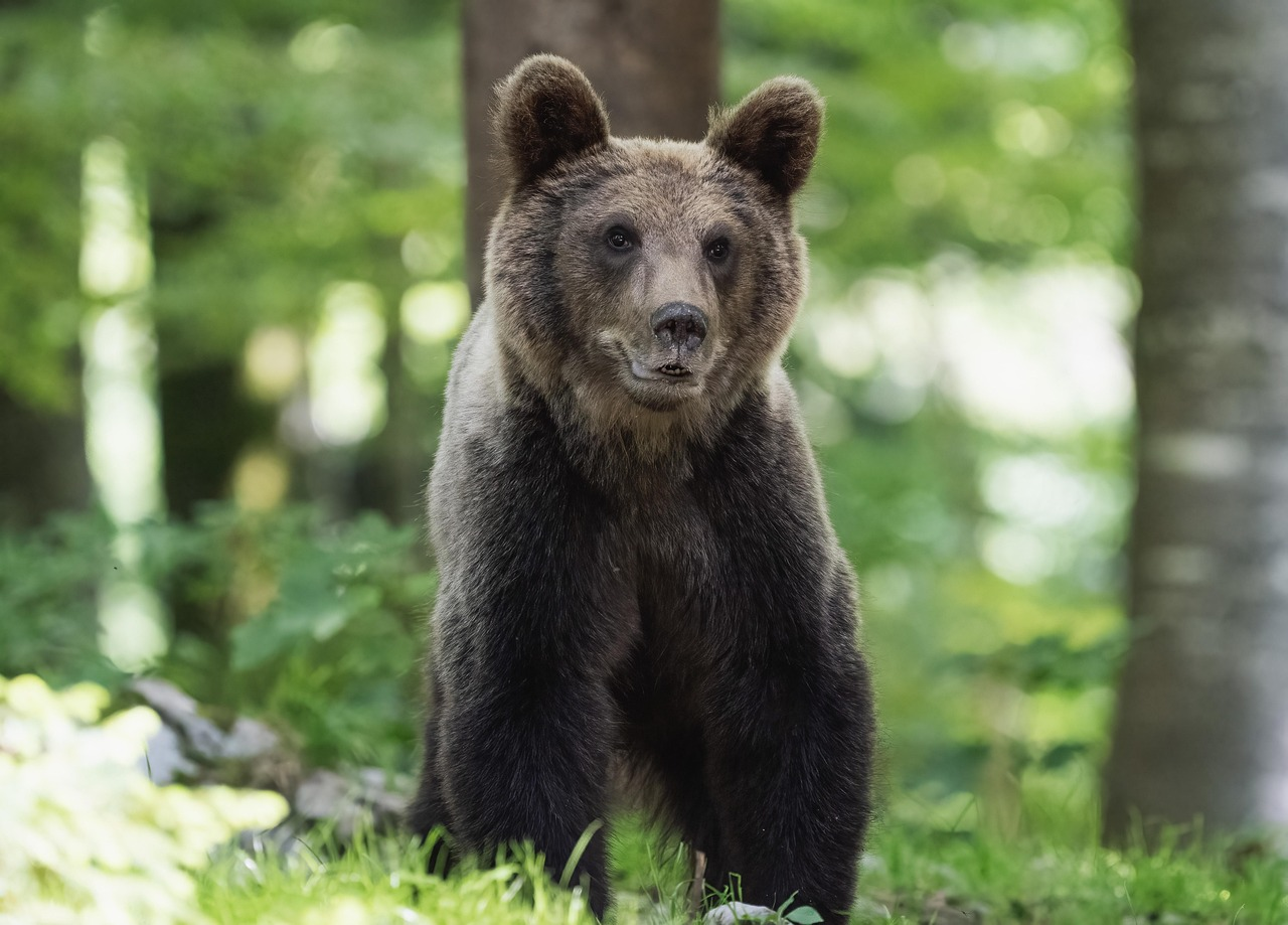 Before depth effect - original image of bear